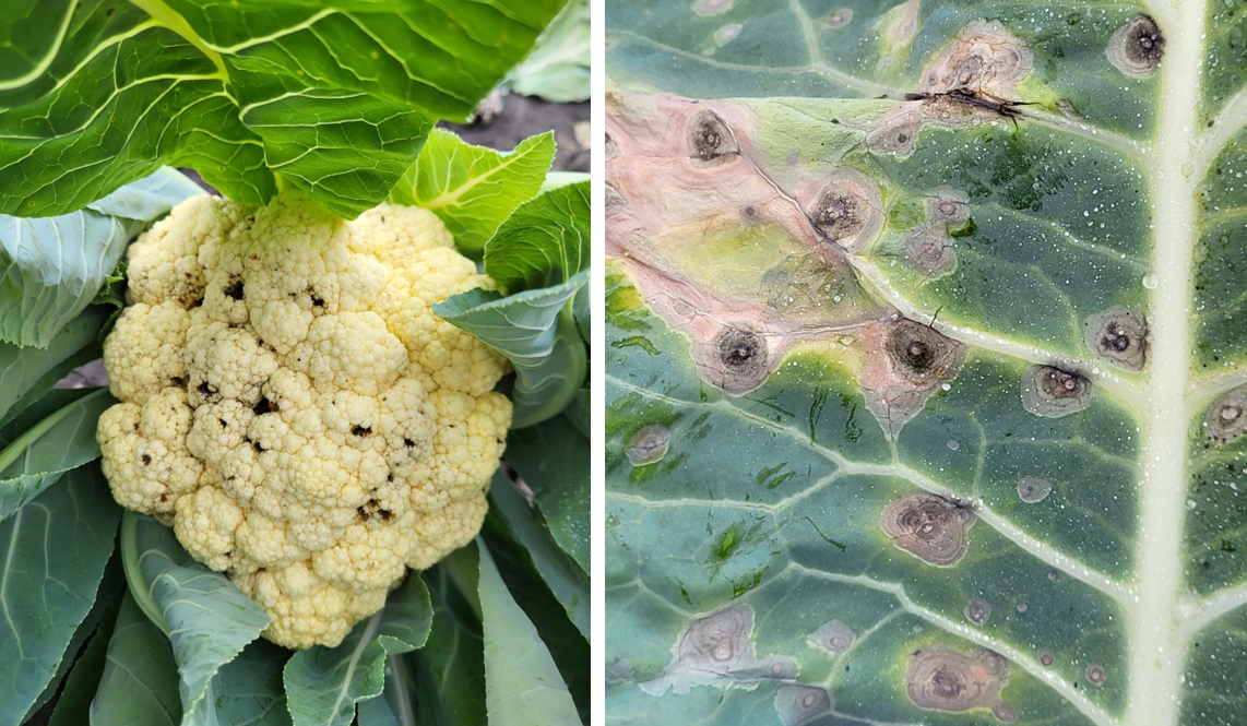 Cauliflower and cabbage with black spots, symptoms of Alternaria disease.